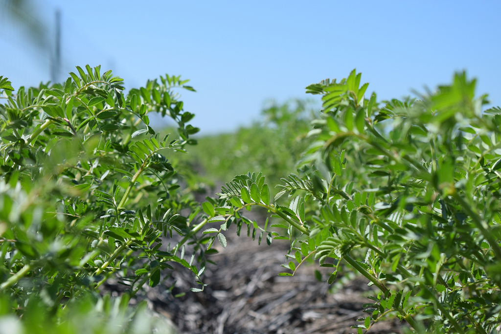 Garbanzo Beans, Pinal County, Arizona